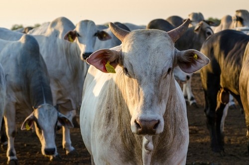 BRF é dona de marcas como Sadia, Perdigão e Qualy. Foto: Shutterstock