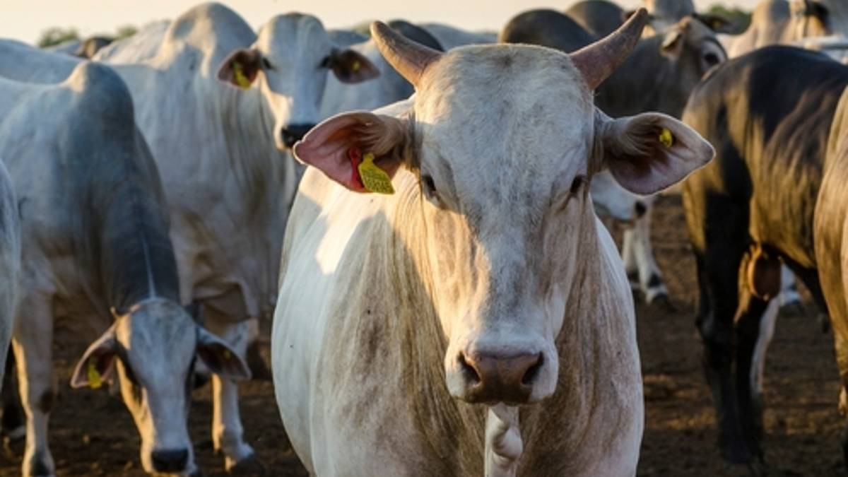 Marfrig é uma das maiores empresas de proteína bovina do mundo. Foto: Shutterstock