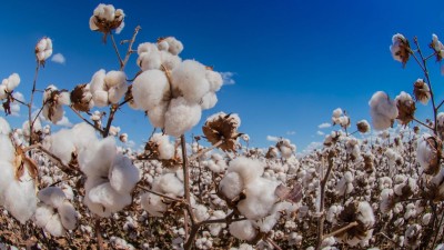 Plantação de algodão (Shutterstock)