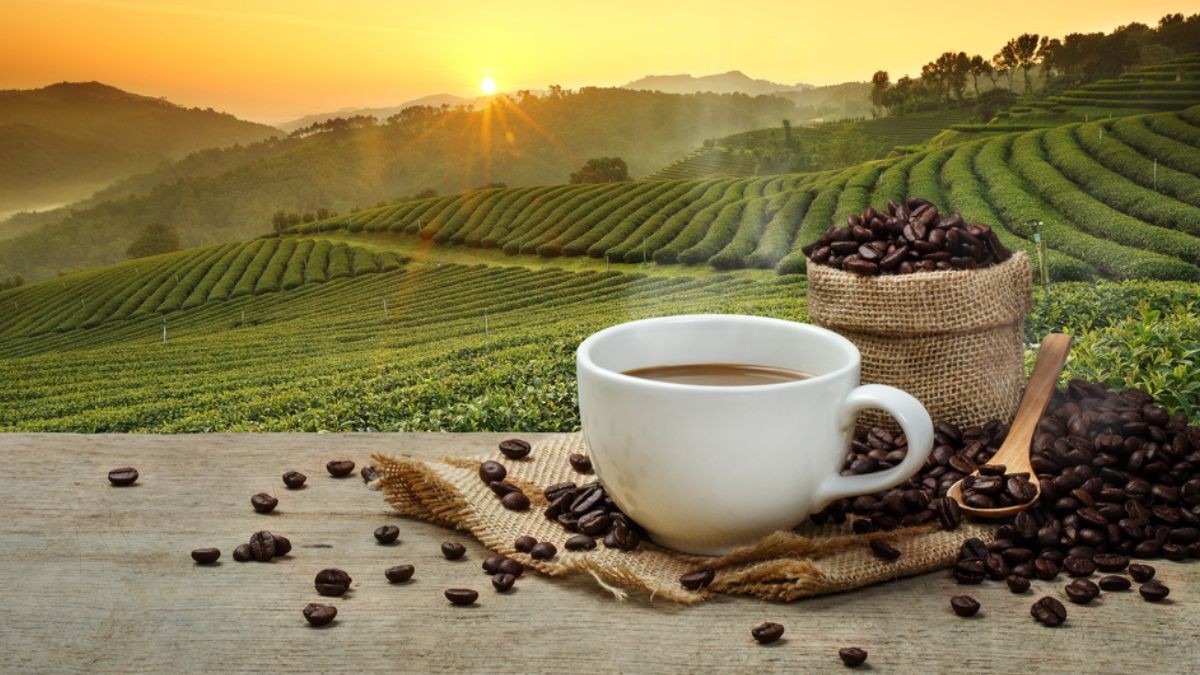 Produção de café (Shutterstock)