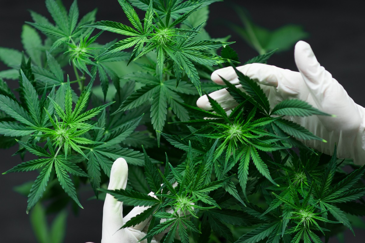 Mercado de Cannabis medicinal pode movimentar até R$ 1 bilhão neste ano. Foto: Shutterstock