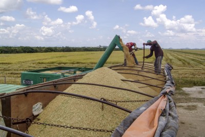 Brasil é um dos maiores produtores de arroz no mundo. Foto: Shutterstock