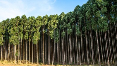 Negócio envolve 85 mil hectares de áreas florestais produtivas (Shutterstock)
