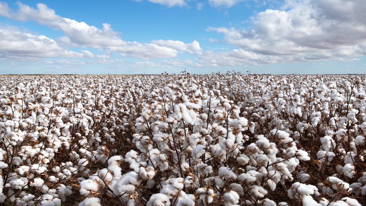 Rendimento do algodão ajuda SLC Agrícola não ir pior. (Fonte: Shutterstock)