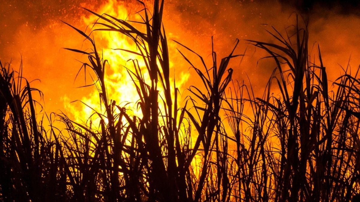 Queimadas colocaram o interior de São Paulo em alerta (Imagem: Shutterstock)