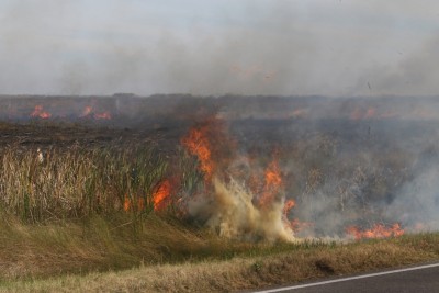 Queima de plantação de cana-de-açucar é a mais conhecida (Imagem: Shutterstock)