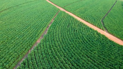 São Martinho produz açúcar e etanol a partir da cana de açúcar (Imagem: Shutterstock)