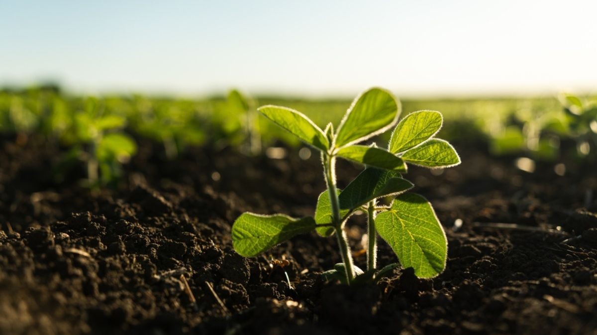 Vittia trabalha com insumos agrícolas (Imagem: Shutterstock)