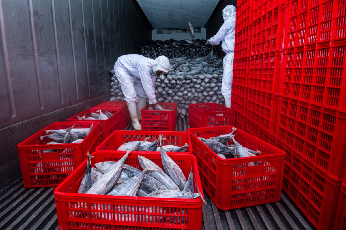 Exportações de pescados vão em sua maioria para os Estados Unidos (Imagem: Shutterstock)