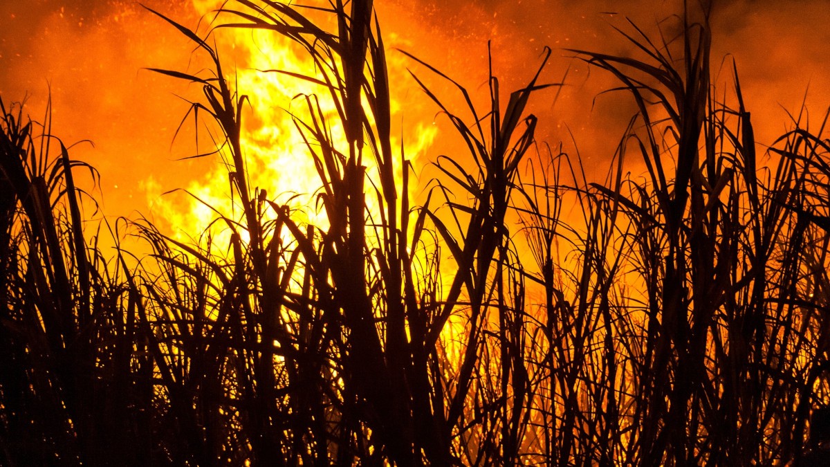 Guidance da São Martinho mudou após incêndios em canaviais (Imagem: Shutterstock)