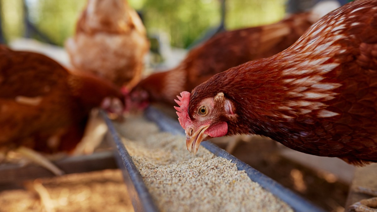 Oferta e demanda no mercado global de frango manterá preços estáveis (Imagem: Shutterstock)