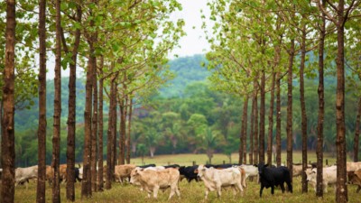 BEEF3 pega montante de R$ 2 bilhões emprestados por investidores (Imagem: Divulgação)