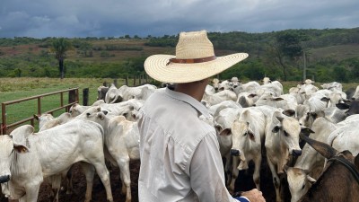 Desempenho das exportações de carne bovina e dólar a R$ 6 favorecem ações de frigoríficos, segundo analistas (Imagem: Shutterstock)