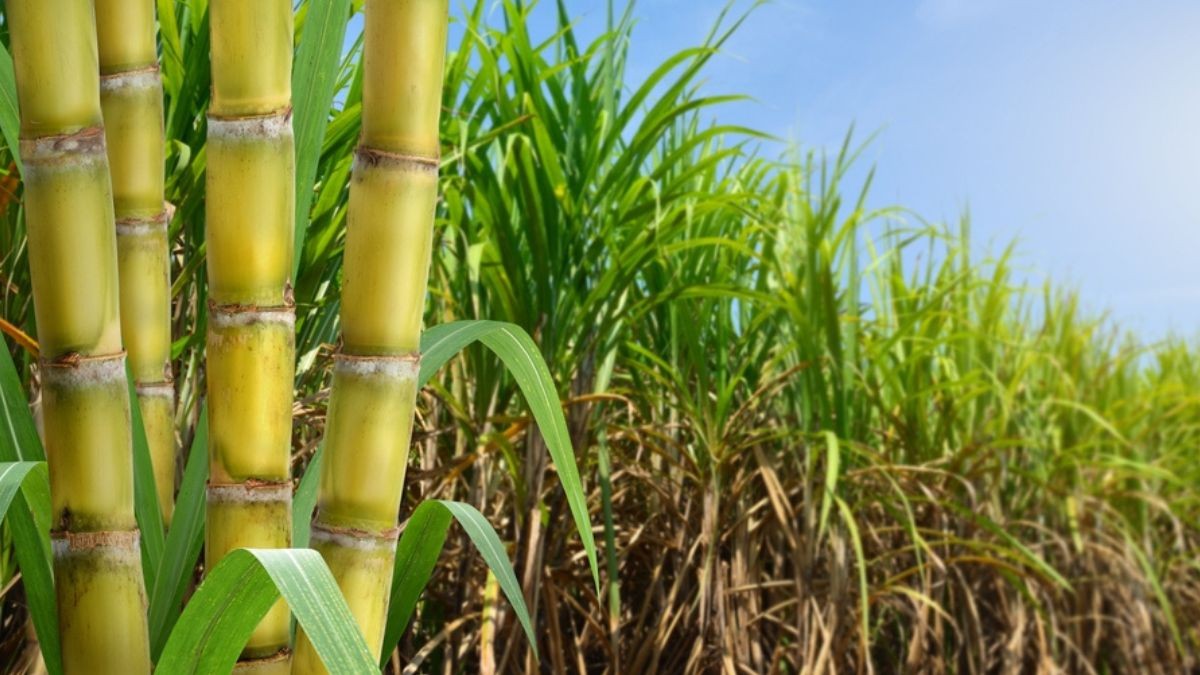 O volume de cana processado pela Jalles Machado cresceu 7,1% (Imagem: Shutterstock)