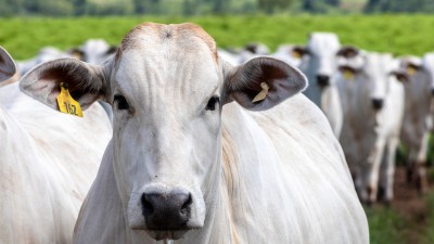 Venda de carne bovina brasileira movimenta US$ 12,8 bilhões, diz Abiec (Imagem: Shutterstock)