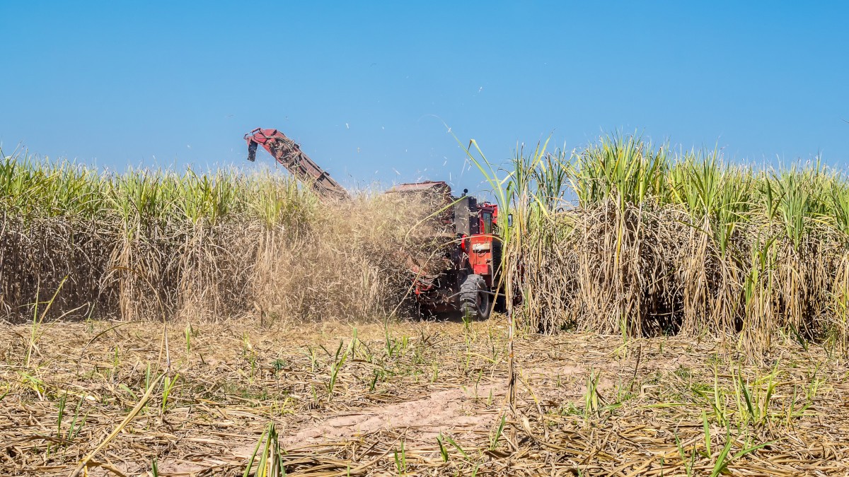 Já descontando a inflação, a rentabilidade de RAIZ4 foi de -49,64% em 12 meses (Imagem: Shutterstock)