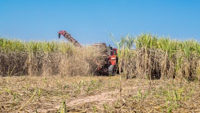 Já descontando a inflação, a rentabilidade de RAIZ4 foi de -49,64% em 12 meses (Imagem: Shutterstock)