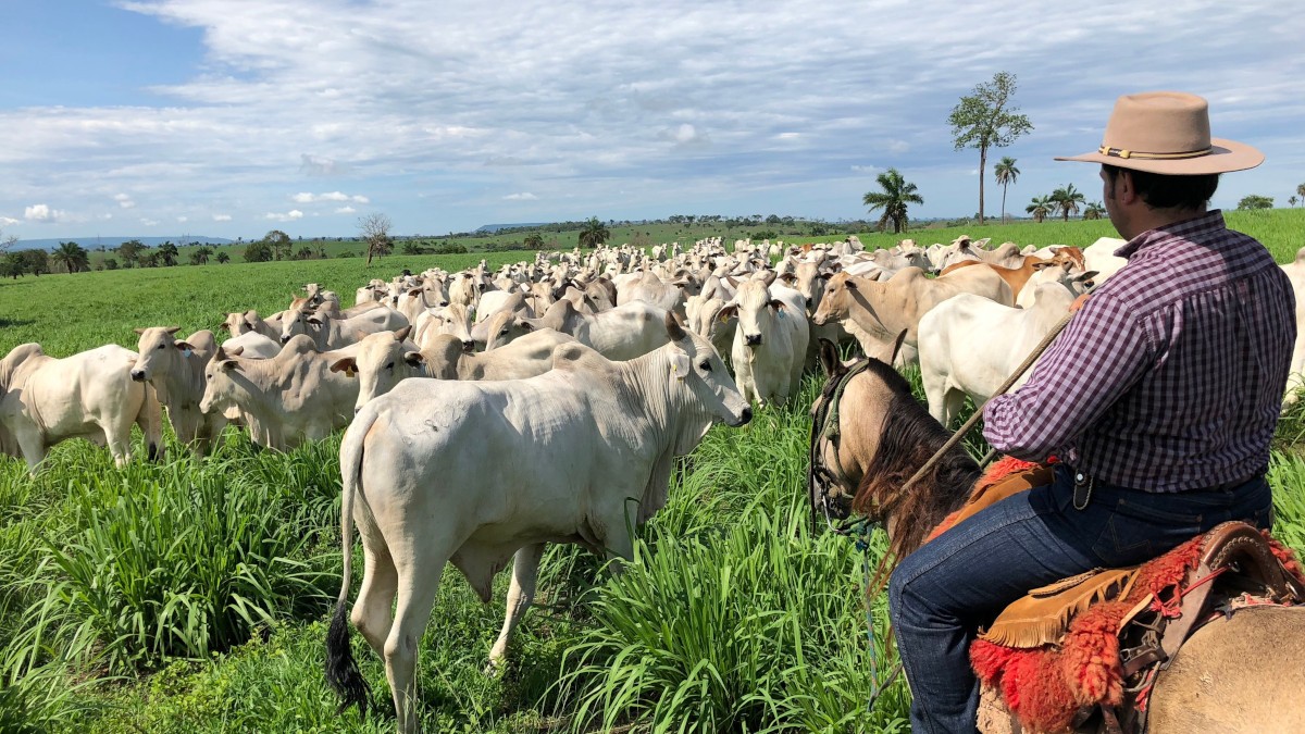 O volume consolidado de abate de bovinos da BEEF3 totalizou 1,2 milhão de cabeças de gado no 4T24 (Imagem: Shutterstock)