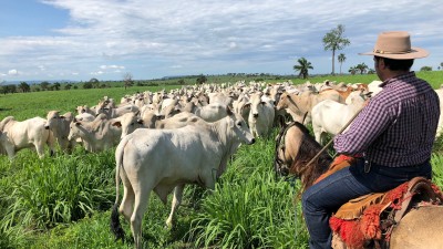 O volume consolidado de abate de bovinos da BEEF3 totalizou 1,2 milhão de cabeças de gado no 4T24 (Imagem: Shutterstock)