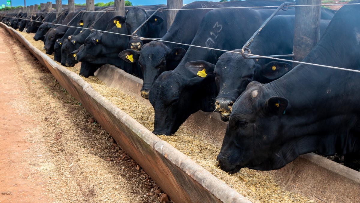 BEEF3 segue focada em 2025 em integrar suas unidades de abate bovino compradas na América do Sul (Imagem: Shutterstock) BEEF3 segue focada em 2025 em integrar suas unidades de abate bovino compradas na América do Sul (Imagem: Shutterstock)