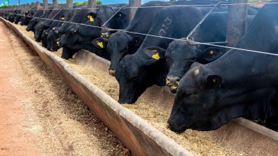 BEEF3 segue focada em 2025 em integrar suas unidades de abate bovino compradas na América do Sul (Imagem: Shutterstock) BEEF3 segue focada em 2025 em integrar suas unidades de abate bovino compradas na América do Sul (Imagem: Shutterstock)