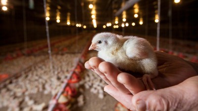 BRF foca em produtos alimentícios de maior valor agregado e mercados estratégicos como Arábia Saudita e China (Imagem: Divulgação)