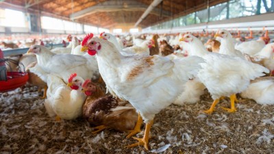 China não vai importar carne de frango brasileira nos próximos 60 dias (Imagem: Shutterstock) China não vai importar carne de frango brasileira nos próximos 60 dias (Imagem: Shutterstock)
