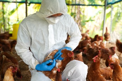 Gripe aviária foi identificado no sul do país (Imagem: Shutterstock)