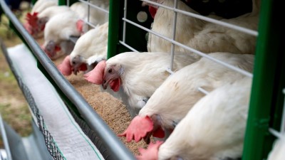 A informação foi divulgada pelo Ministério da Agricultura (Imagem: Shutterstock)