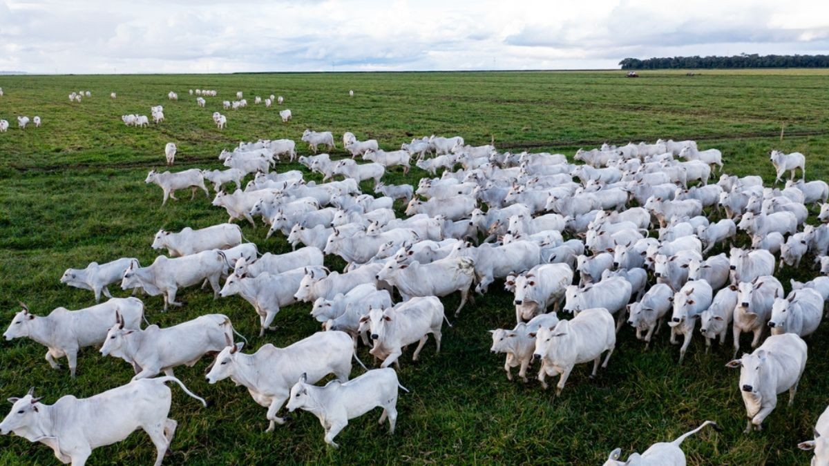 Minerva é a maior exportadora de carne bovina na América do Sul (Imagem: Shutterstock) Minerva é a maior exportadora de carne bovina na América do Sul (Imagem: Shutterstock)