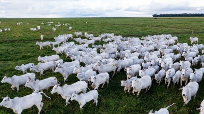 Minerva é a maior exportadora de carne bovina na América do Sul (Imagem: Shutterstock)