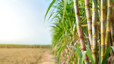 A Raízen levantou R$ 2,9 bilhões com venda de ativos nos últimos doze meses (Imagem: Shutterstock)