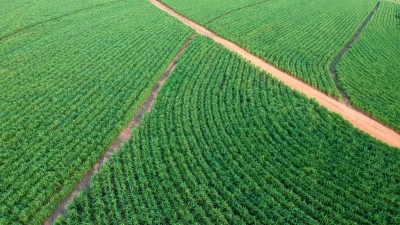 São Martinho produz açúcar e etanol a partir da cana de açúcar e do milho (Imagem: Shutterstock)