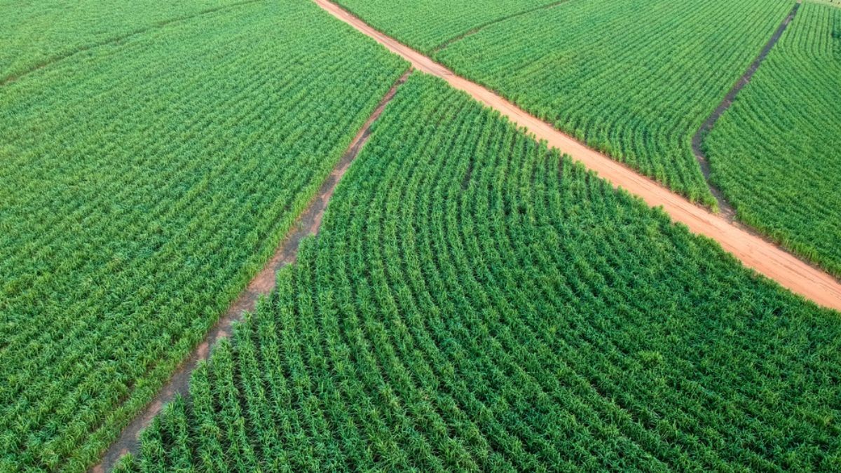 São Martinho produz açúcar e etanol a partir da cana de açúcar e do milho (Imagem: Shutterstock)