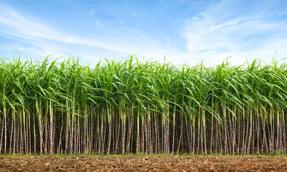 Empresa é produtora sucroenergética com linhas de açucar e de etanol (Imagem: Shutterstock)