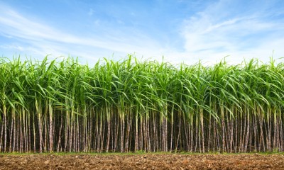 Empresa é produtora sucroenergética com linhas de açucar e de etanol (Imagem: Shutterstock)