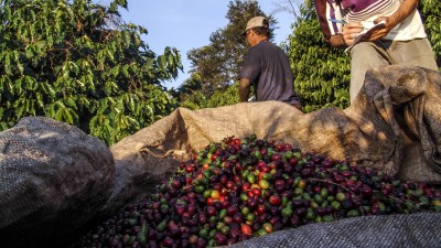FII RZTR11 tem interesse no mercado de café mineiro (Imagem: Shutterstock) FII RZTR11 tem interesse no mercado de café mineiro (Imagem: Shutterstock)