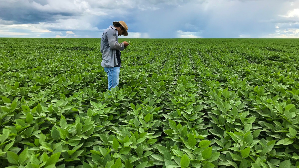 AGRO3 diversas fazendas no Brasil, além de presença no Paraguai e Bolívia (Imagem: Shutterstock)