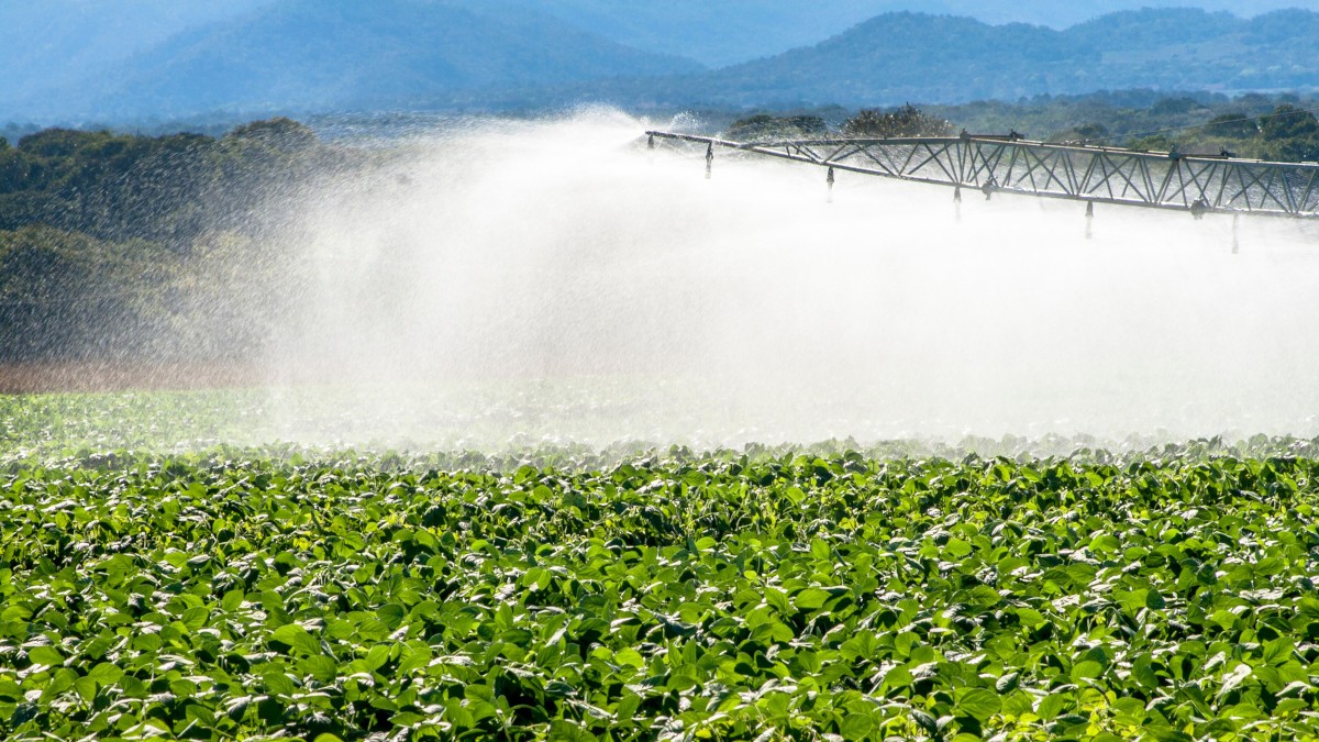 SLCE3 se junta ao Fundo de Investimento em Participações (FIP) do BTG Pactual (Imagem: Shutterstock)