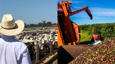 Boi gordo surfa maior demanda, enquanto café tem impactos menos óbvios (Imagem: Shutterstock)