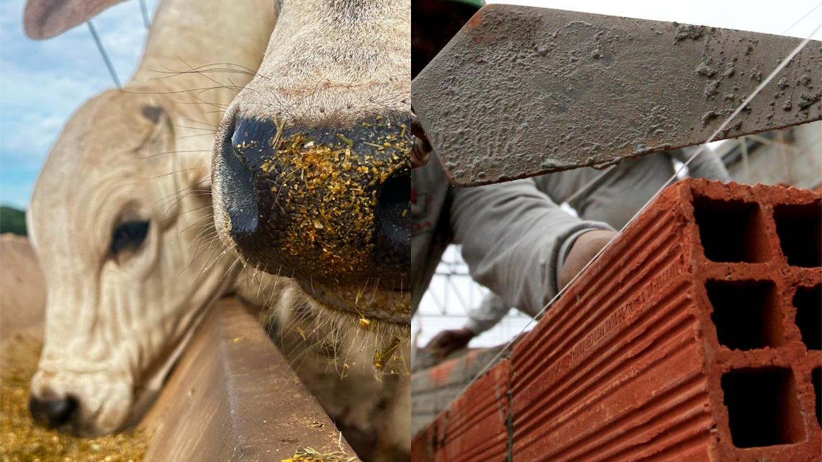 LCAs e LCIs ajudam a financiar operações no agronegócio e no mercado imobiliário (Imagem: Shutterstock)