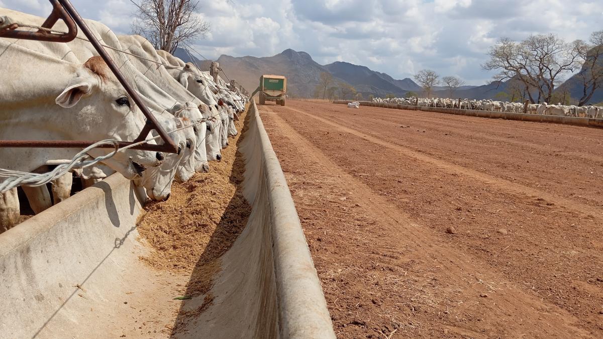 BEEF3 pagará taxa prefixada de 7,625% ao ano, além da variação do dólar (Imagem: Shutterstock)