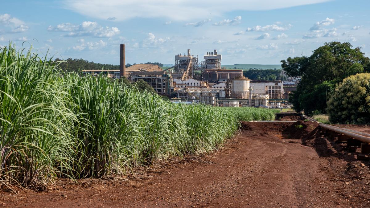 RAIZ4 se recusa a abrir mão do controle em seu conselho administrativo (Imagem: Shutterstock)