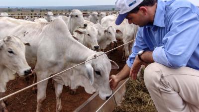 Carne bovina brasileira deve pagar menos tarifa nos EUA e beneficiar BEEF3 (Imagem: Shutterstock)