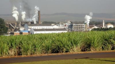 A moagem consolidada de cana-de-açúcar atingiu 7,076 milhões de toneladas na safra (Imagem: Shutterstock)