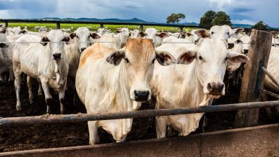 Apenas ficarão de fora as operações de colágeno e gelatina (Imagem: Shutterstock)
