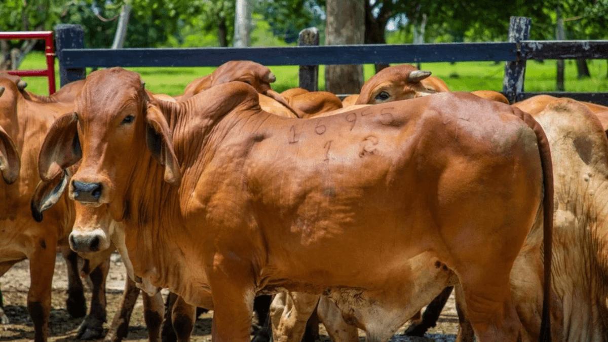 BEEF3 já vendia carne bovina ao Japão por meio de seus abatedouros no Uruguai (Imagem: Divulgação)