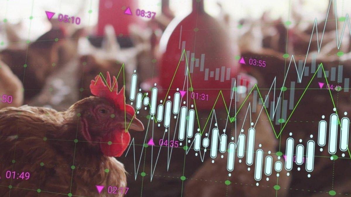 O episódio não seria o primeiro a provocar restrições comerciais à avicultura brasileira (Imagem: Shutterstock)