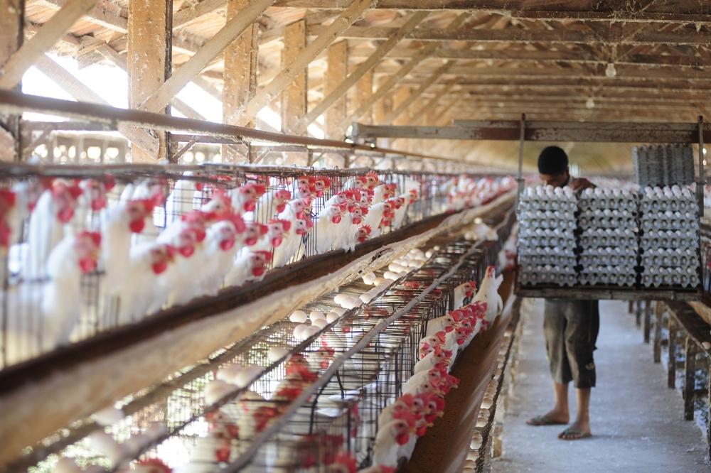 Brasil é um dos maiores exportadores de frango de todo o mundo (Imagem: Shutterstock)